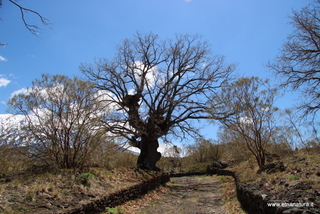 Roverella del Bivio